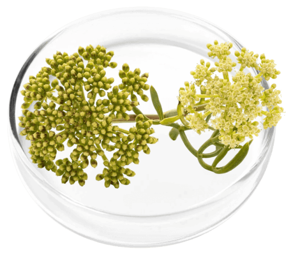 DigestiStart Ingredient11