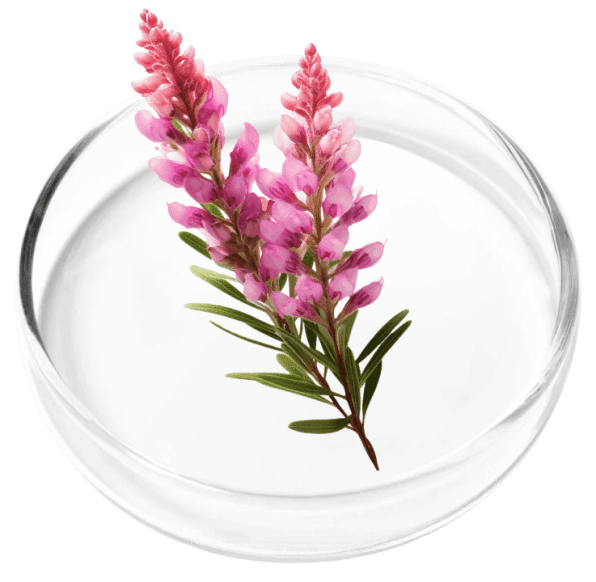 DigestiStart Ingredient8